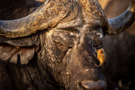 Close up of an old African buffalo with an Oxpecker in the Kruger National Park, South Africa.の写真素材