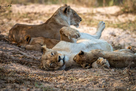 Pride of Lions resting in the sand in the Kruger National Park, South Africa.の写真素材