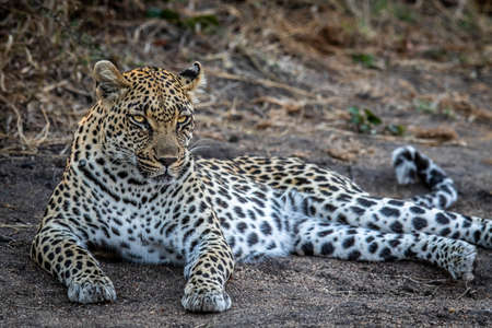 Leopard laying in the sand and relaxing in the Kruger National Park, South Africa.の写真素材