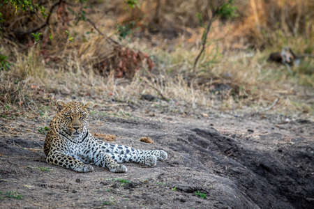 Leopard laying in the sand and relaxing in the Kruger National Park, South Africa.の写真素材