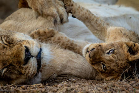 Close up of a Lion cub's face cuddling in the Kruger National Park, South Africa.の写真素材