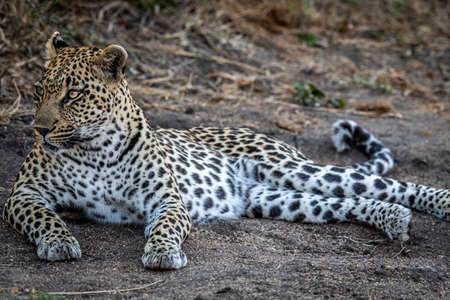 Leopard laying in the sand and relaxing in the Kruger National Park, South Africa.の写真素材