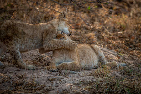 Two Lion cubs playing in the sand in the Kruger National Park, South Africa.の写真素材