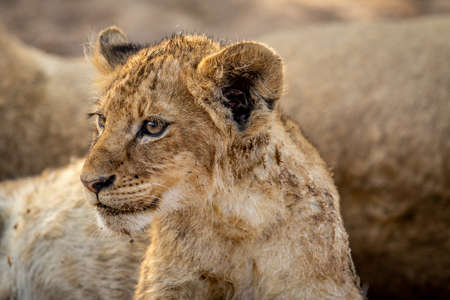 Close up of a Lion cub's face in the Kruger National Park, South Africa.の写真素材