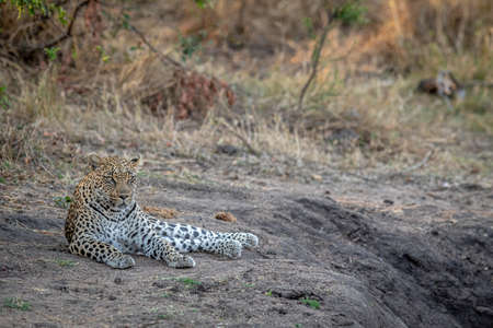 Leopard laying in the sand and relaxing in the Kruger National Park, South Africa.の写真素材