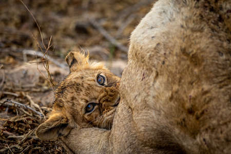 Lion cub cuddling with his mother in the Kruger National Park, South Africa.の写真素材