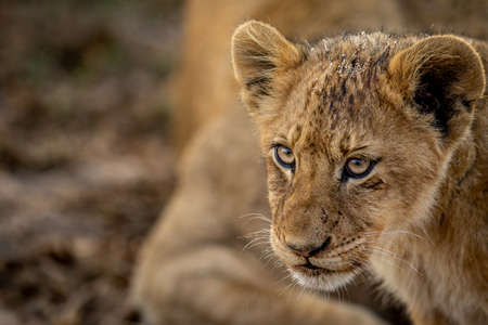 Close up of a Lion cub's face in the Kruger National Park, South Africa.の写真素材