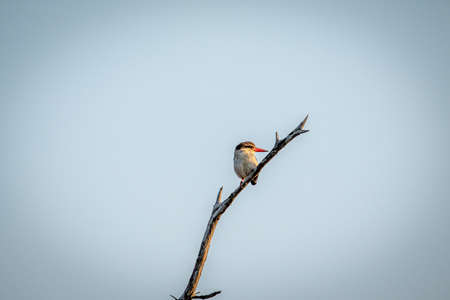 Brown-hooded kingfisher sitting on a branch in the Kruger National Park, South Africa.の写真素材