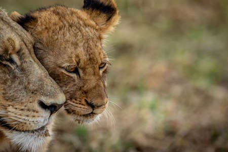 Close up of a Lion cub's face cuddling in the Kruger National Park, South Africa.の写真素材