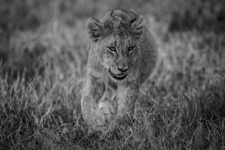 Young Lion cub walking in the grass in black and white in the Kruger National Park, South Africa.の写真素材
