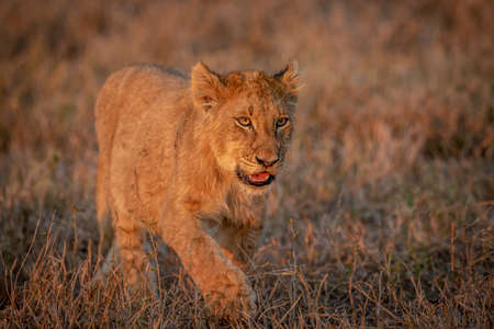 Young Lion cub walking in the grass in the Kruger National Park, South Africa.の写真素材
