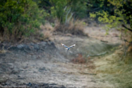 Pied kingfisher hovering over the water fishing in the Kruger National Park, South Africa.の写真素材