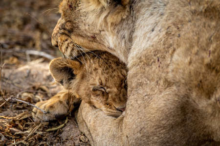 Lion cub cuddling with his mother in the Kruger National Park, South Africa.の写真素材