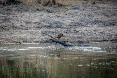 Hammerkop standing by the water fishing in the Kruger National Park, South Africa.の写真素材