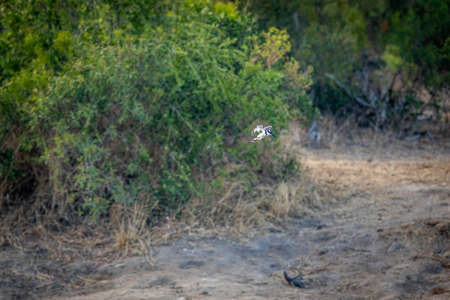 Pied kingfisher hovering over the water fishing in the Kruger National Park, South Africa.の写真素材