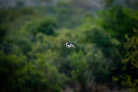 Pied kingfisher hovering over the water fishing in the Kruger National Park, South Africa.の写真素材