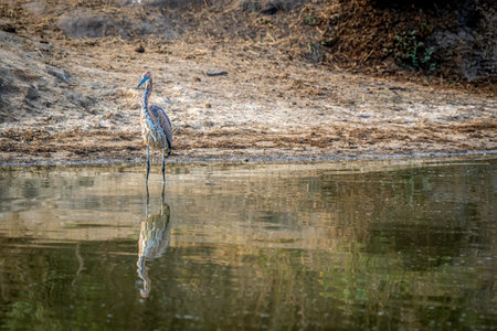 Goliath heron standing in the water in the Kruger National Park, South Africa.の写真素材