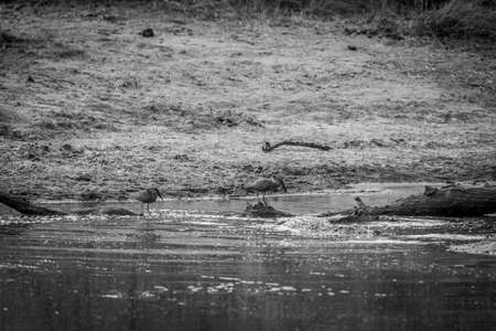 Hammerkop standing by the water fishing in black and white in the Kruger National Park, South Africa.の写真素材