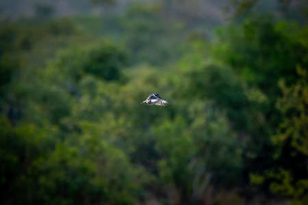 Pied kingfisher hovering over the water fishing in the Kruger National Park, South Africa.の写真素材
