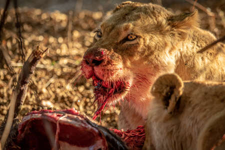 Close up of Lions feeding on a carcass in the Kruger National Park, South Africa.の写真素材