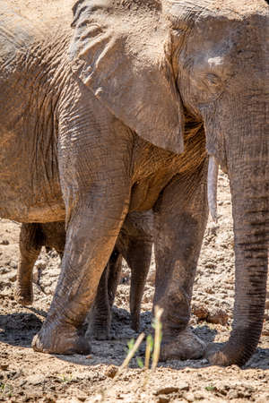 Baby African Elephant standing in between the legs of his mother in the Kruger National Park, South Africa.の写真素材