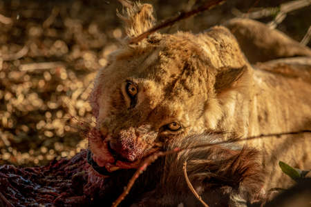 Close up of Lions feeding on a carcass in the Kruger National Park, South Africa.の写真素材