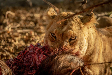 Close up of Lions feeding on a carcass in the Kruger National Park, South Africa.の写真素材