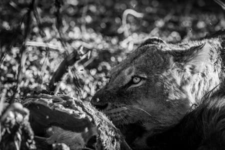 Close up of Lions feeding on a carcass in black and white in the Kruger National Park, South Africa.の写真素材