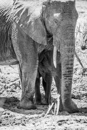 Baby African Elephant standing in between the legs of his mother in black and white in the Kruger National Park, South Africa.の写真素材