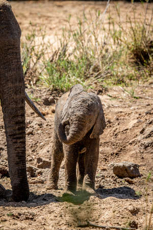 Baby African Elephant standing with his mother in the Kruger National Park, South Africa.の写真素材
