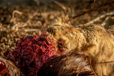 Close up of Lions feeding on a carcass in the Kruger National Park, South Africa.の写真素材