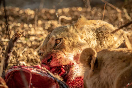 Close up of Lions feeding on a carcass in the Kruger National Park, South Africa.の写真素材