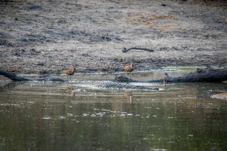 Hammerkop standing by the water fishing in the Kruger National Park, South Africa.の写真素材