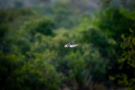 Pied kingfisher hovering over the water fishing in the Kruger National Park, South Africa.の写真素材