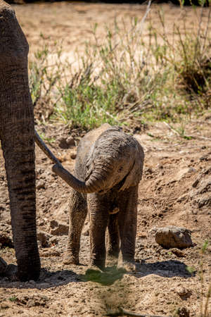 Baby African Elephant standing with his mother in the Kruger National Park, South Africa.の写真素材