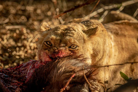 Close up of Lions feeding on a carcass in the Kruger National Park, South Africa.の写真素材