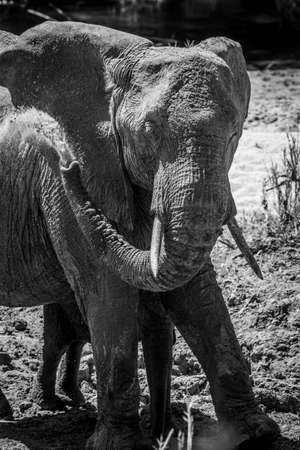 African Elephant spraying water on himself in black and white in the Kruger National Park, South Africa.の写真素材