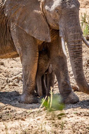 Baby African Elephant standing in between the legs of his mother in the Kruger National Park, South Africa.の写真素材