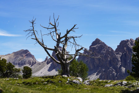 dry tree in the Dolomites, Italy, in autumn.の写真素材