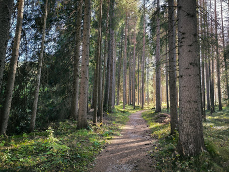 Path in the forest with pine trees and sun rays passing through themの写真素材