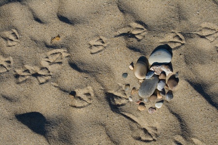 footprin of gull in the sant and little stoneの写真素材