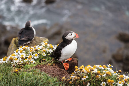 little seabird  puffin  in Icelandの写真素材