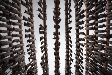 Norwegian traditional stockfish drying on the sunの写真素材