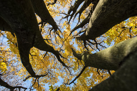Silhouette with trees, foliage and a blue sky