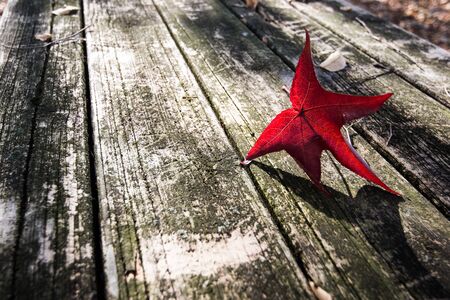 a red leaf on the table in the parkの写真素材