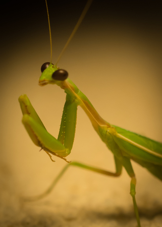 praying mantis portraitの写真素材