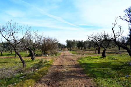 Natural crossroadsの写真素材