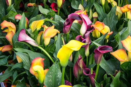 Set of Calla Flowersの写真素材