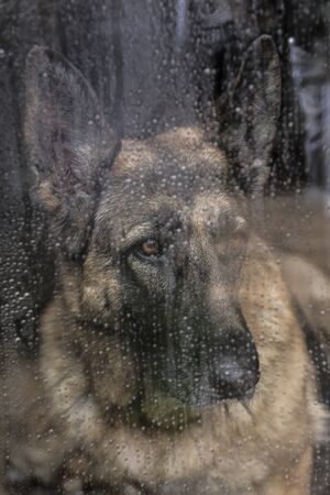 An alert German Shepherd Dog is looking through a window with raindrops on a cold winter day.の写真素材