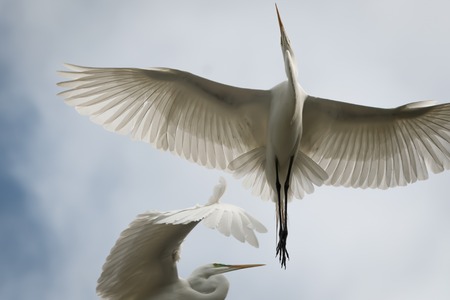 Great White Egret with spread wings flying in the air on a cloudy day.の写真素材